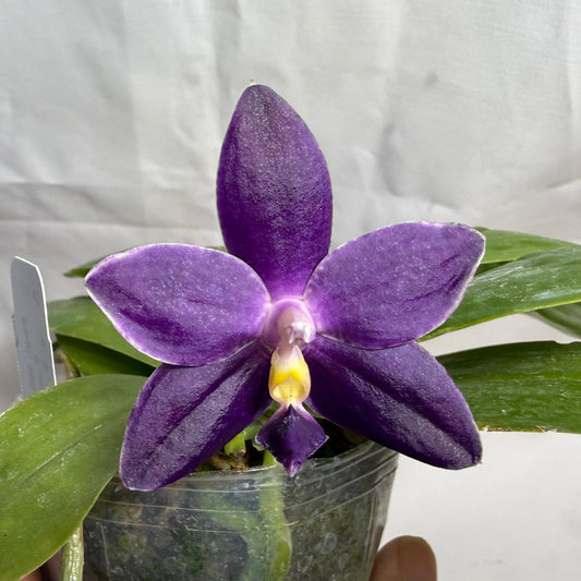 Phalaenopsis MS Blue Pax QA-117-260607 Seed Grown Flowering Deep Color Round Leaves