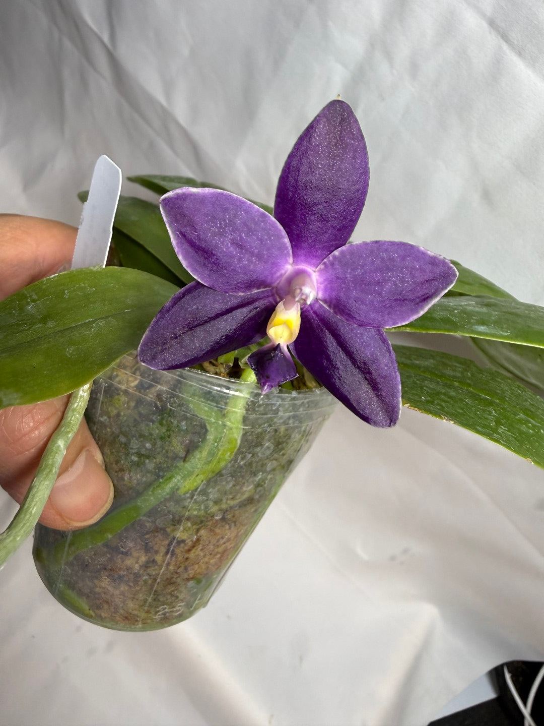 Phalaenopsis MS Blue Pax QA-117-260607 Seed Grown Flowering Deep Color Round Leaves