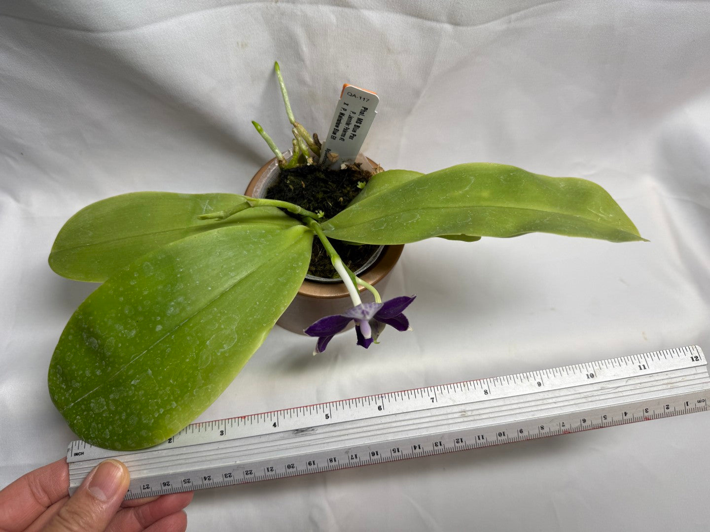 Phalaenopsis MS Blue Pax 260608 Seed Grown Flowering Deep Color