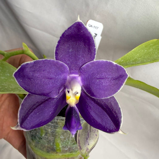 Phalaenopsis MS Blue Pax 260608 Seed Grown Flowering Deep Color