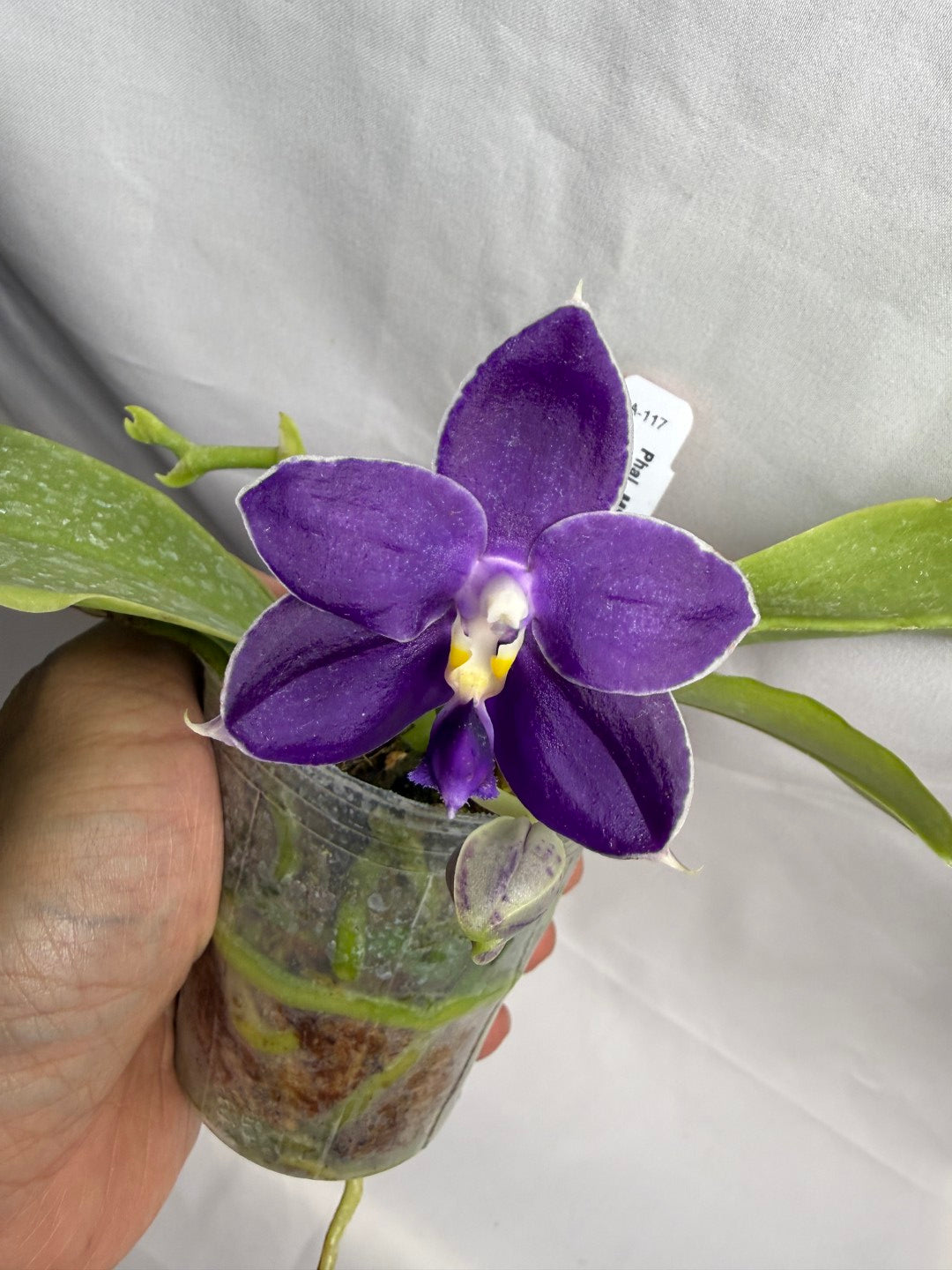 Phalaenopsis MS Blue Pax 260608 Seed Grown Flowering Deep Color
