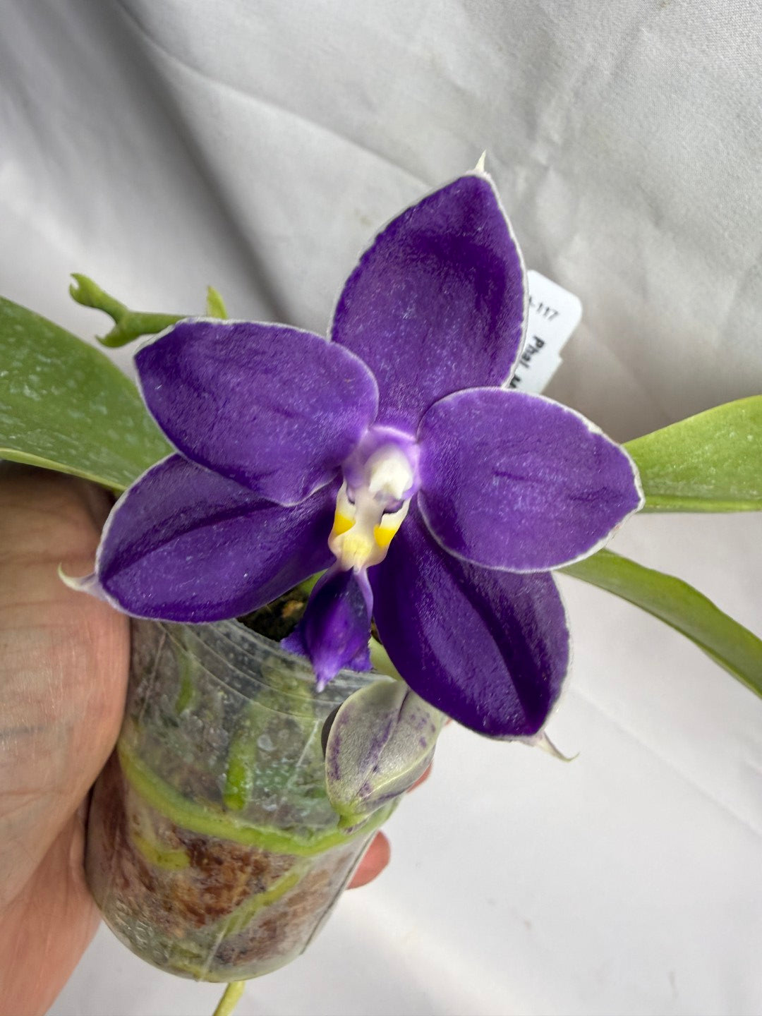 Phalaenopsis MS Blue Pax 260608 Seed Grown Flowering Deep Color