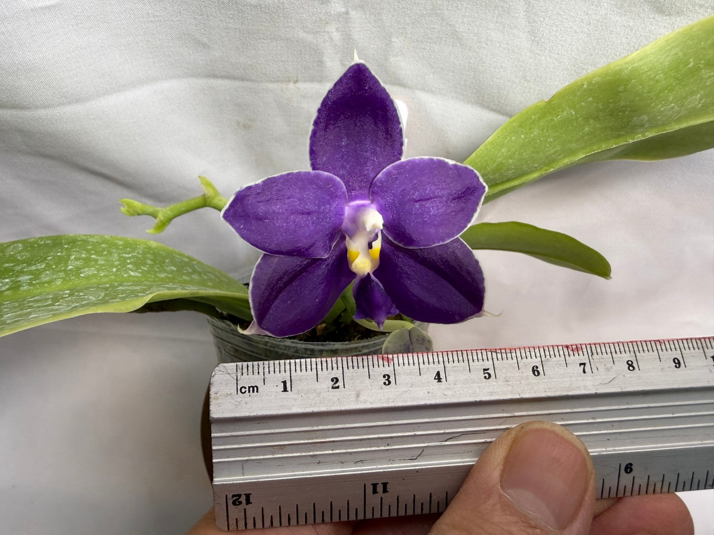 Phalaenopsis MS Blue Pax 260608 Seed Grown Flowering Deep Color