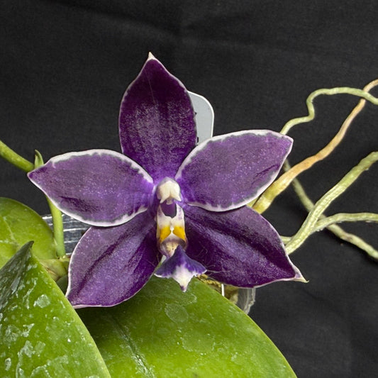 QA-117 Phalaenopsis MS Blue Pax 260825 Seed Grown Flowering Deep Color