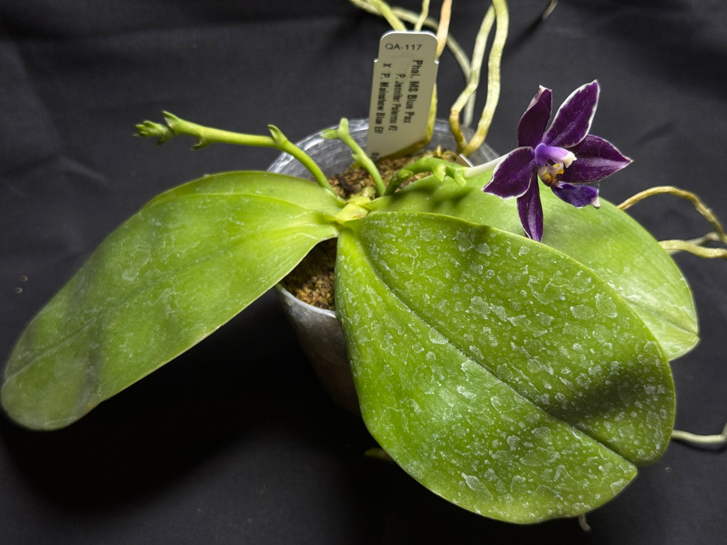 QA-117 Phalaenopsis MS Blue Pax 260825 Seed Grown Flowering Deep Color