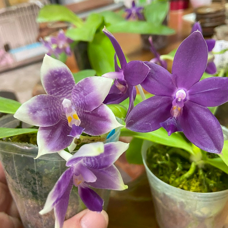 Orchid Flask Phalaenopsis Jennifer Palermo x Mainshow Blue Elf, QA-117
