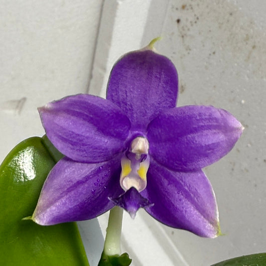 Phalaenopsis Mainshow Pylo - Seed Grown (QA-119)