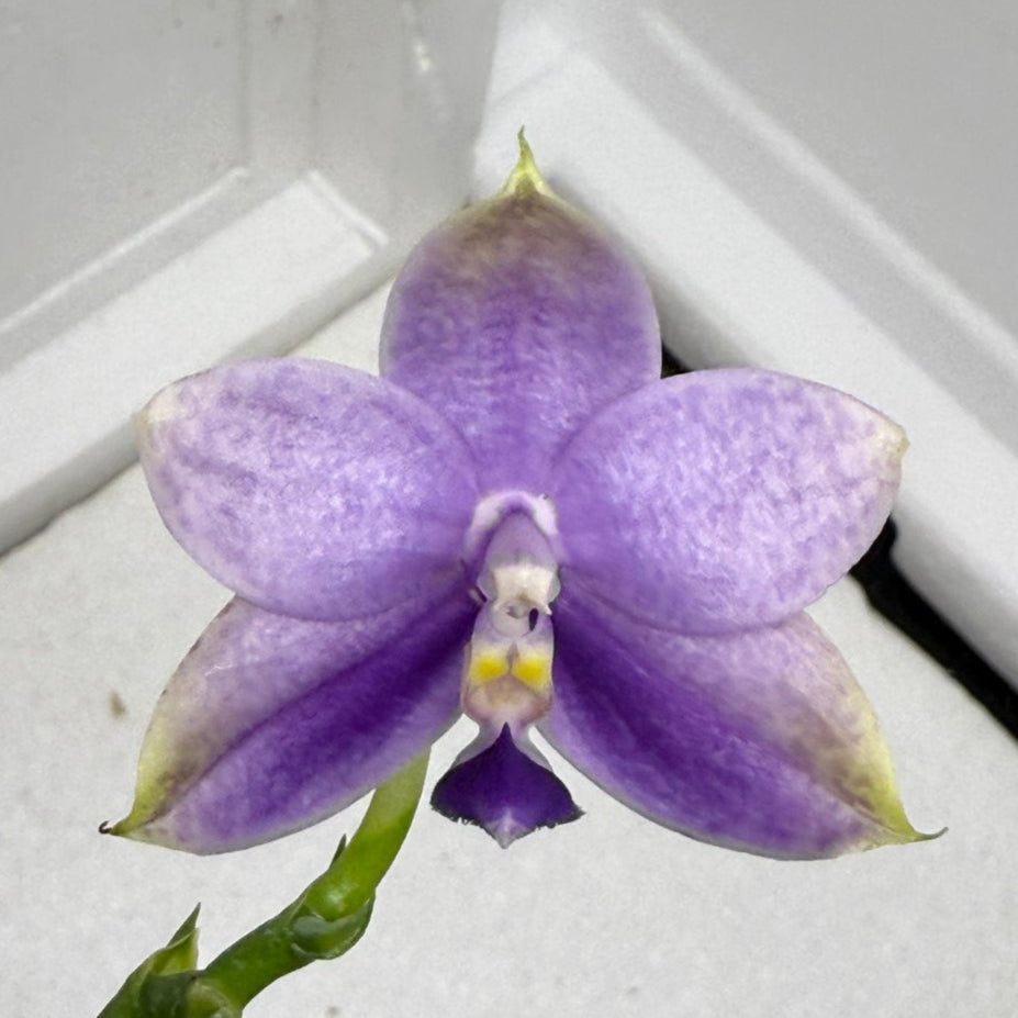 蓄光　bigclawx OBA Orchid Mantis GIDソフビ　オバー 2月21日(水)18時より抽選開始】【Bigclawx】OBA (Peacock GID