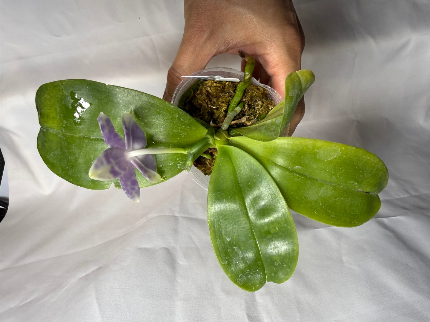 Phalaenopsis Mainshow Pylo QA-119-260606 Flowering