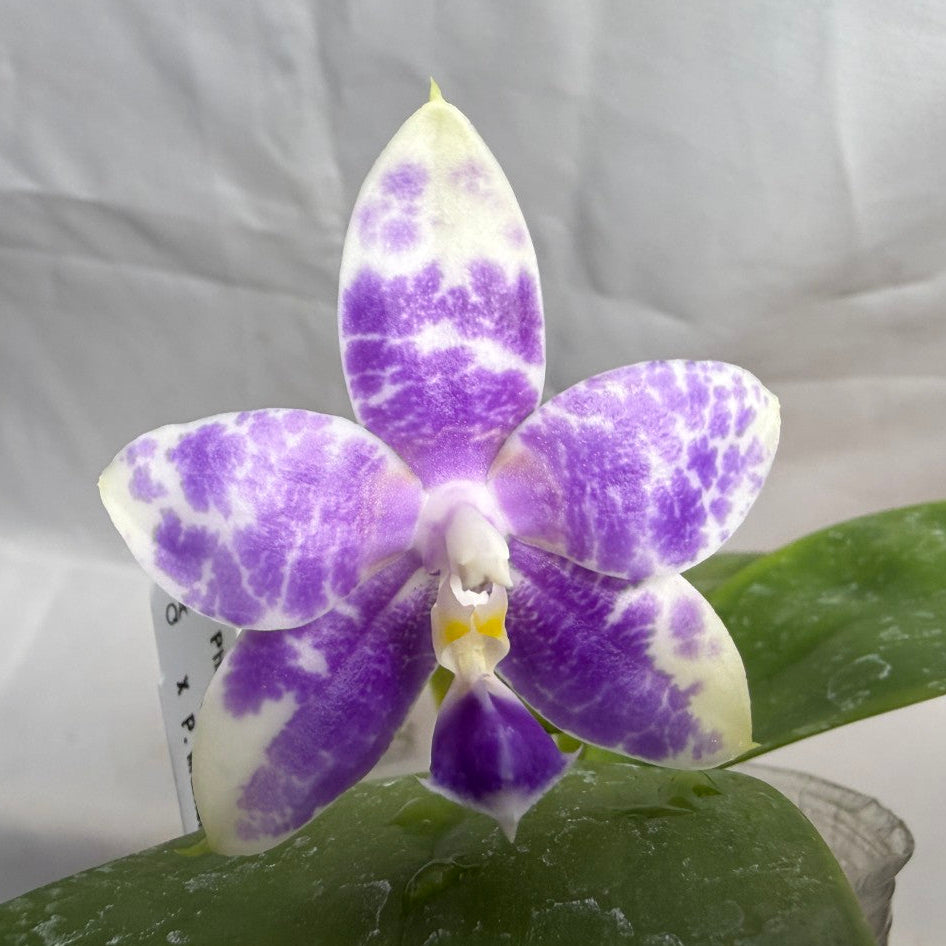 Phalaenopsis Mainshow Pylo QA-119-260606 Flowering
