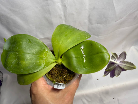 Phalaenopsis Mainshow Pylo QA-119-260607 Flowering