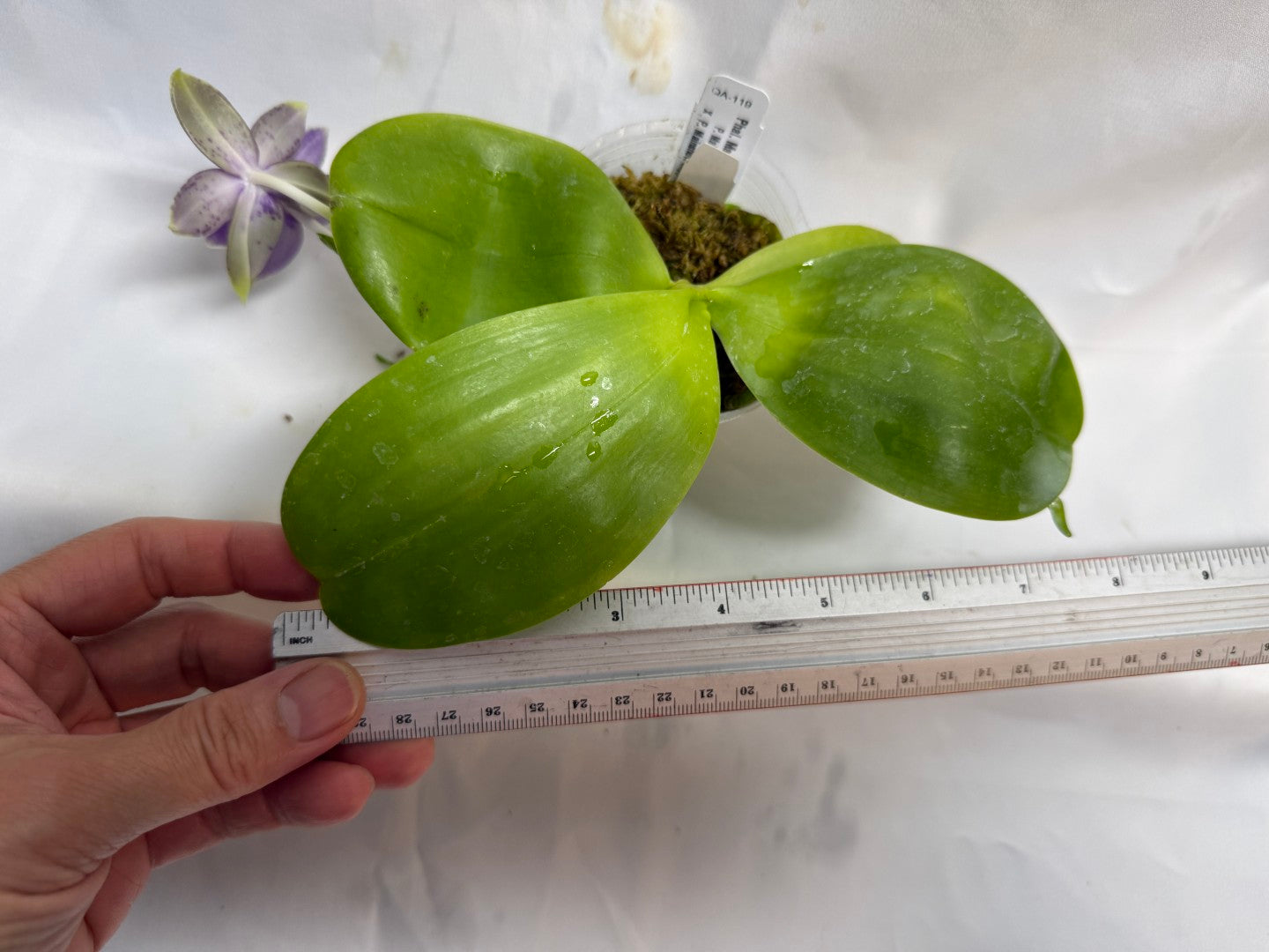 Phalaenopsis Mainshow Pylo QA-119-260607 Flowering