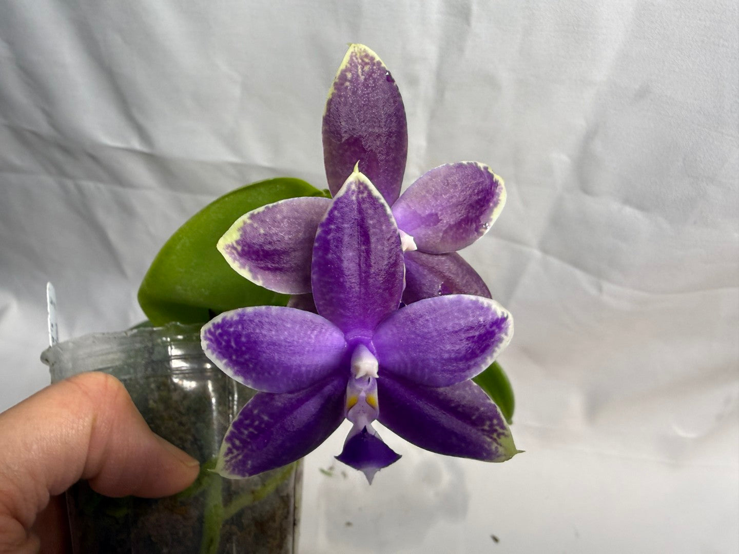 Phalaenopsis Mainshow Pylo QA-119-260607 Flowering