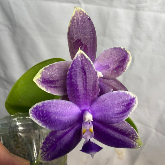 Phalaenopsis Mainshow Pylo QA-119-260607 Flowering