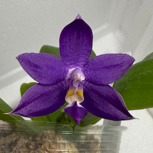 Phalaenopsis Mainshow Pylo - Seed Grown (QA-120)