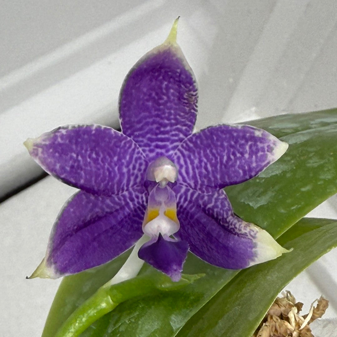 Phalaenopsis Mainshow Pylo - Seed Grown (QA-120)