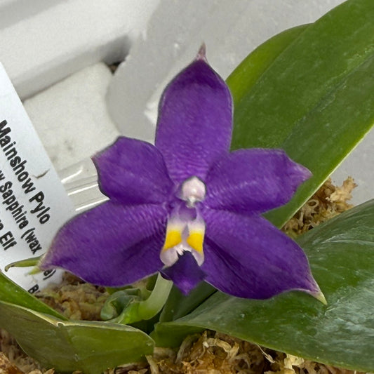 Phalaenopsis Mainshow Pylo QA-120-250818-A Flowering