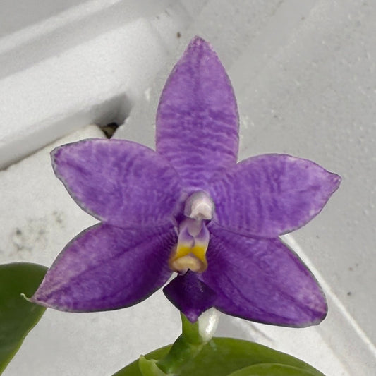 Phalaenopsis Mainshow Pylo QA-120-250818-B Flowering