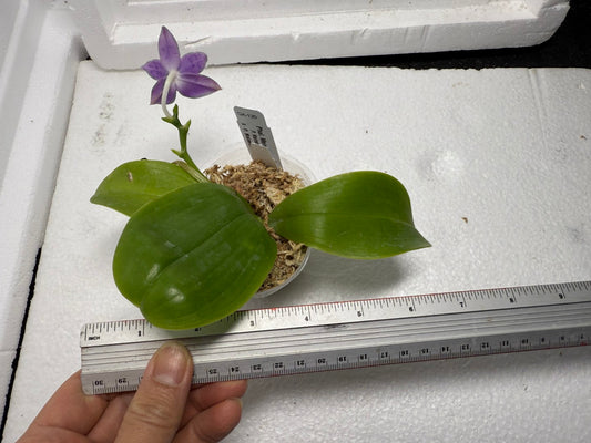 Phalaenopsis Mainshow Pylo QA-120-250818-B Flowering