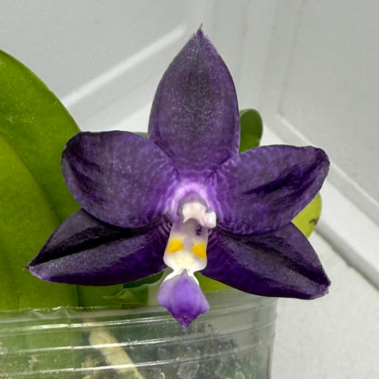 Phalaenopsis Mainshow Pylo QA-120-250901 Flowering