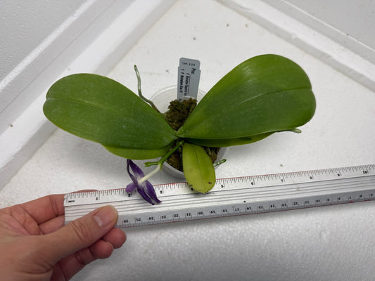 Phalaenopsis Mainshow Pylo QA-120-250901 Flowering