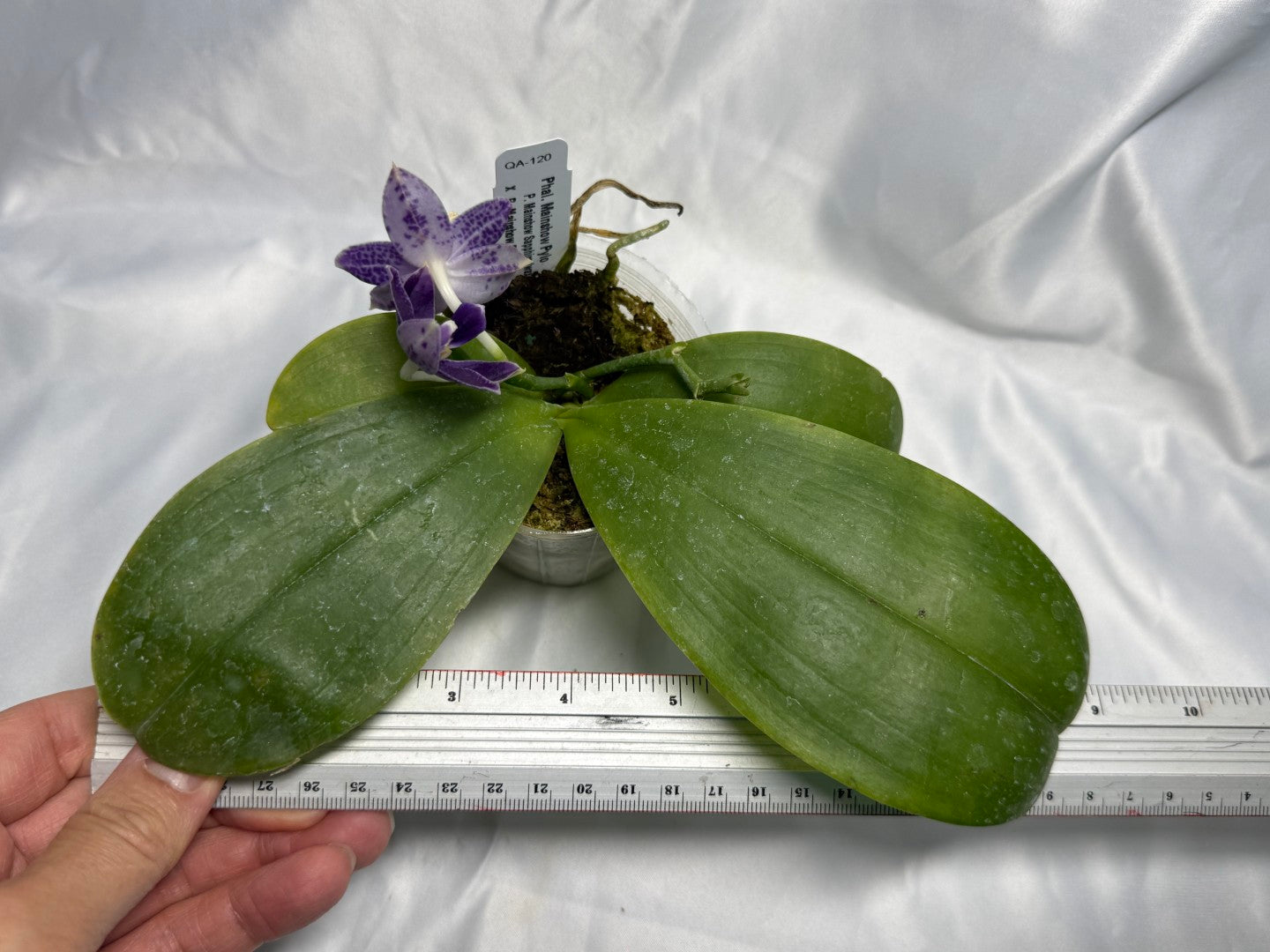 QA-120 Phalaenopsis Mainshow Pylo 260830 Flowering Seed Grown