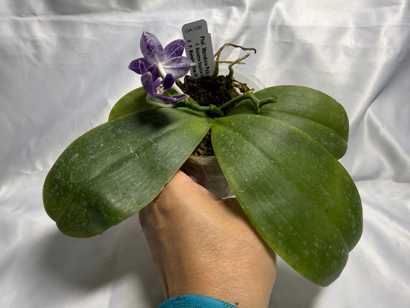 QA-120 Phalaenopsis Mainshow Pylo 260830 Flowering Seed Grown