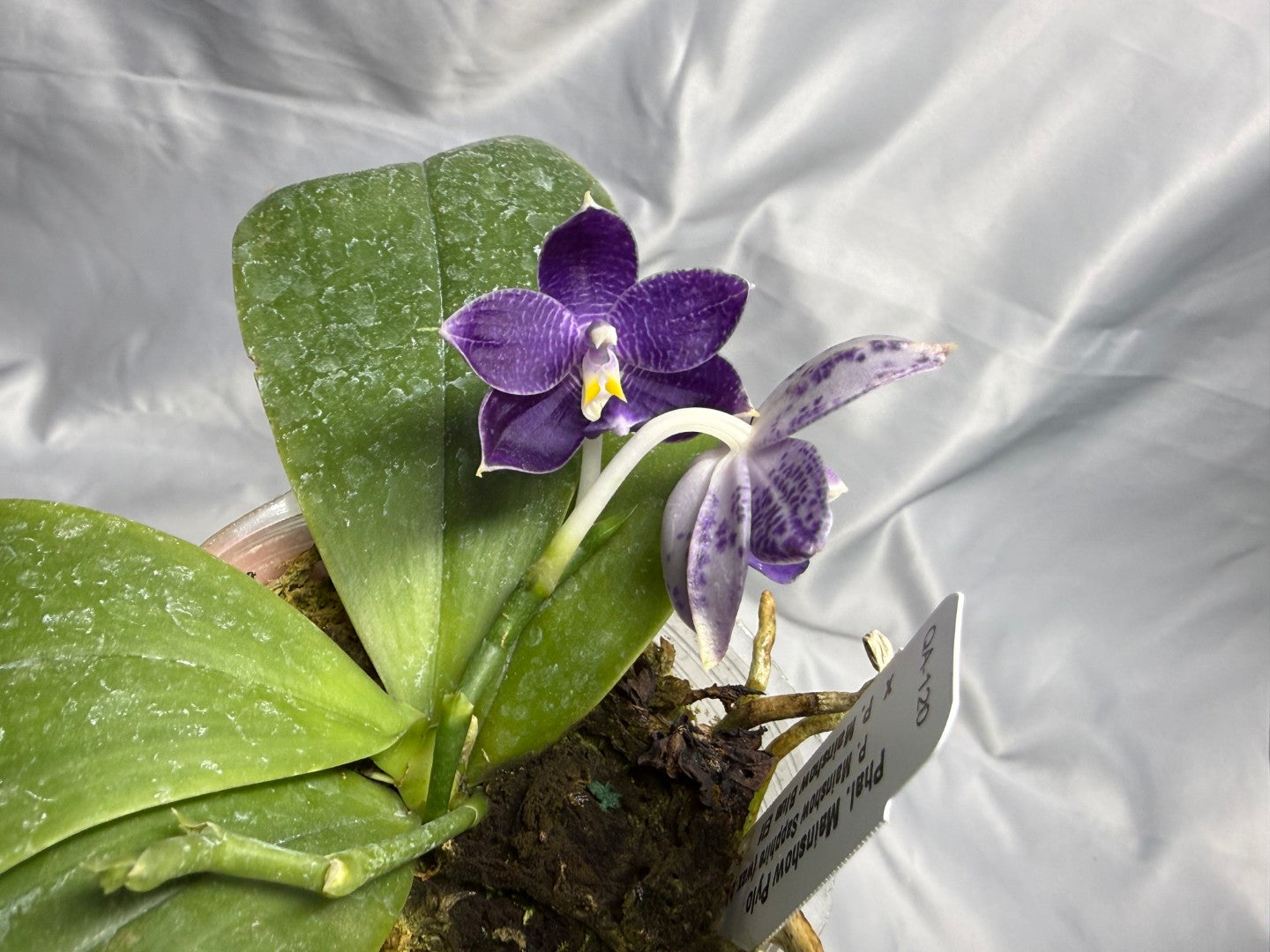 QA-120 Phalaenopsis Mainshow Pylo 260830 Flowering Seed Grown