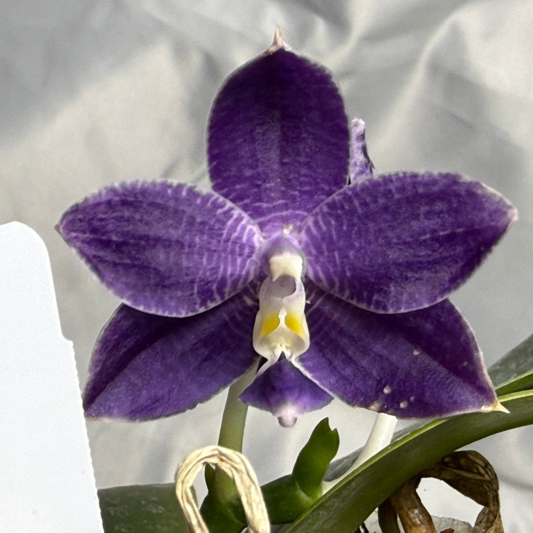 QA-120 Phalaenopsis Mainshow Pylo 260830 Flowering Seed Grown