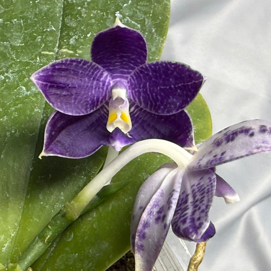 A close-up of a purple orchid flower with a white and yellow center, growing on a green leafy plant against a light gray fabric background.