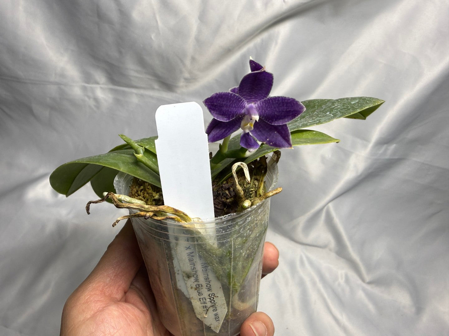 QA-120 Phalaenopsis Mainshow Pylo 260830 Flowering Seed Grown