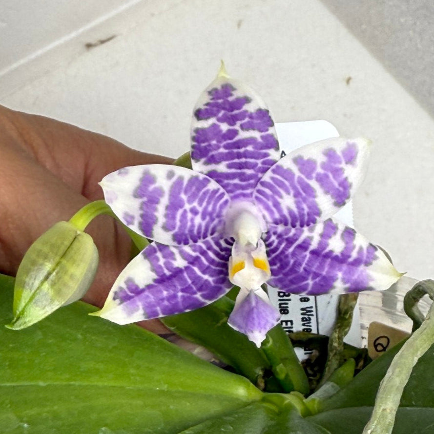 Phalaenopsis MS Ely Pax - Seed Grown