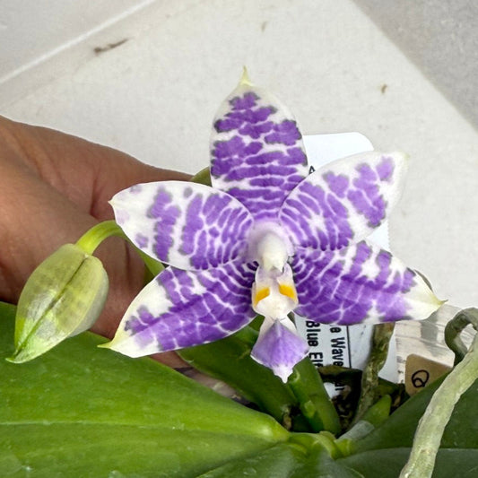 Phalaenopsis MS Ely Pax - Seed Grown