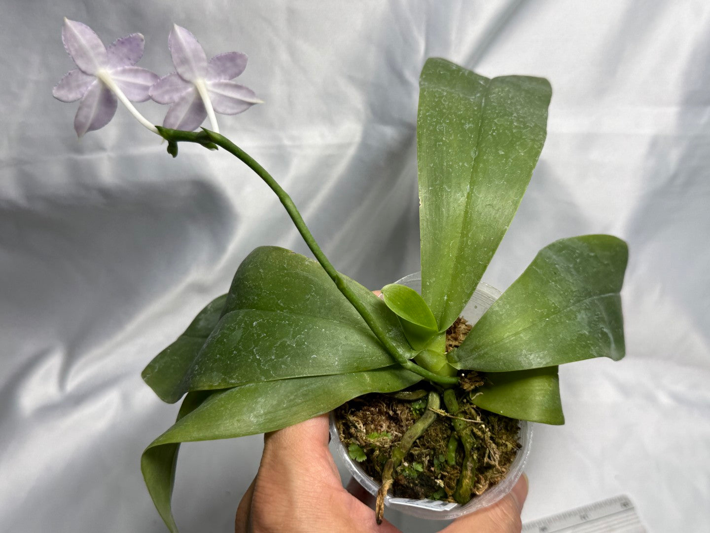 QA-121 Phalaenopsis MS Ely Pax - Seed Grown 260830 Flowering
