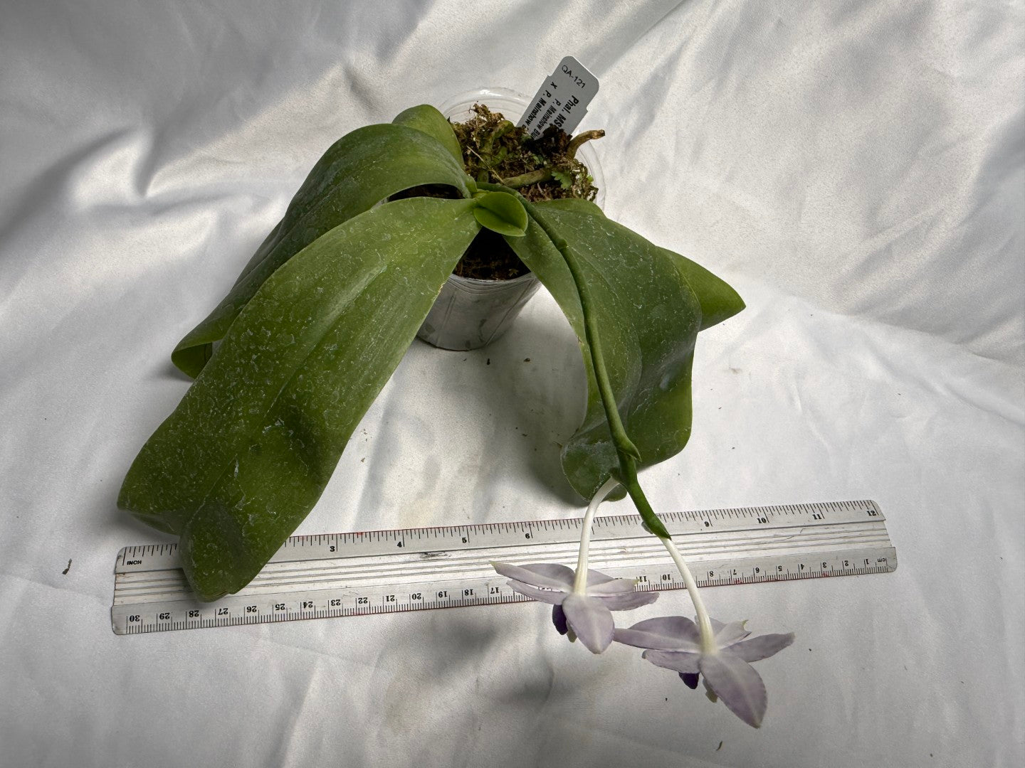 QA-121 Phalaenopsis MS Ely Pax - Seed Grown 260830 Flowering