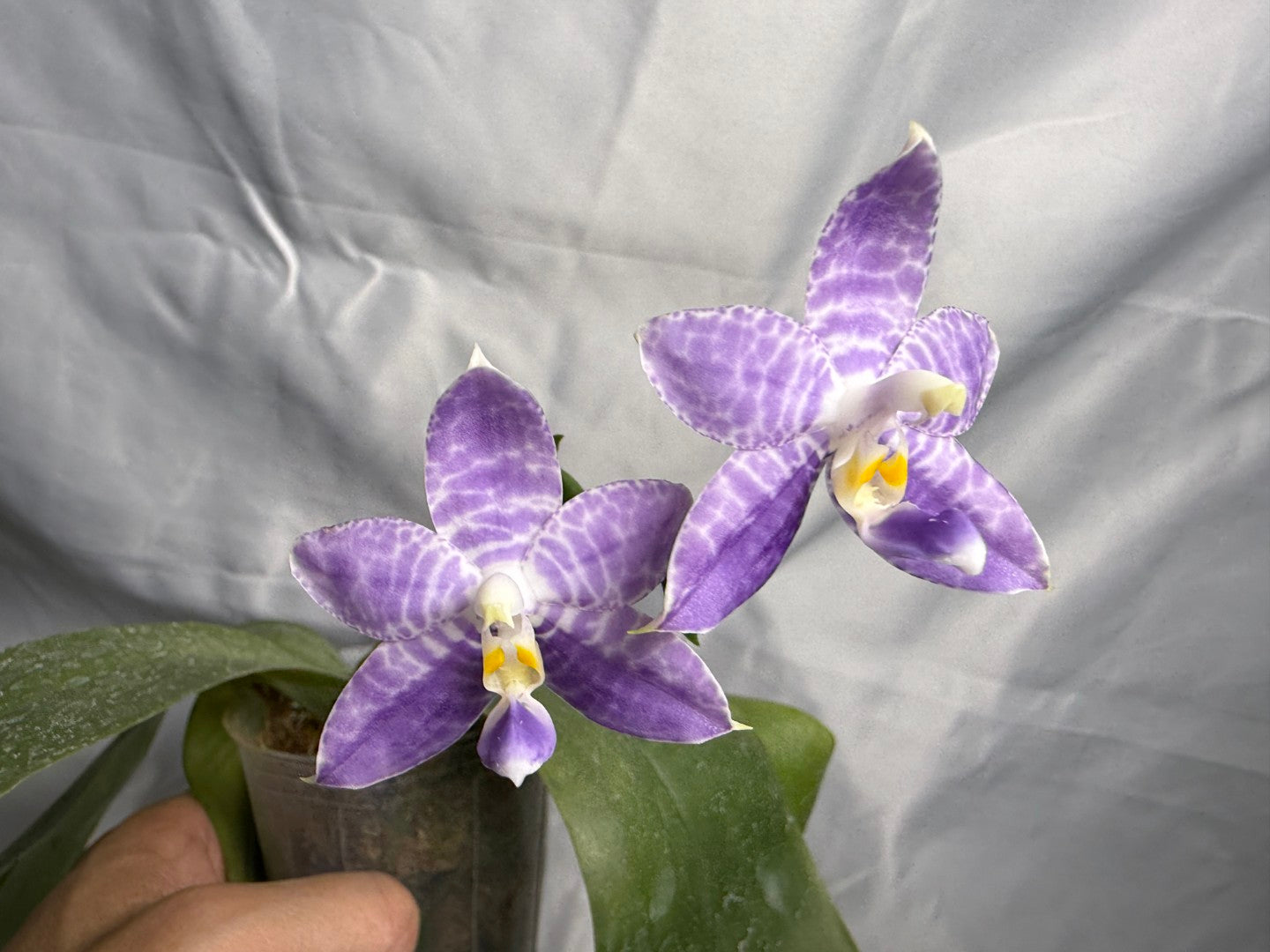 QA-121 Phalaenopsis MS Ely Pax - Seed Grown 260830 Flowering