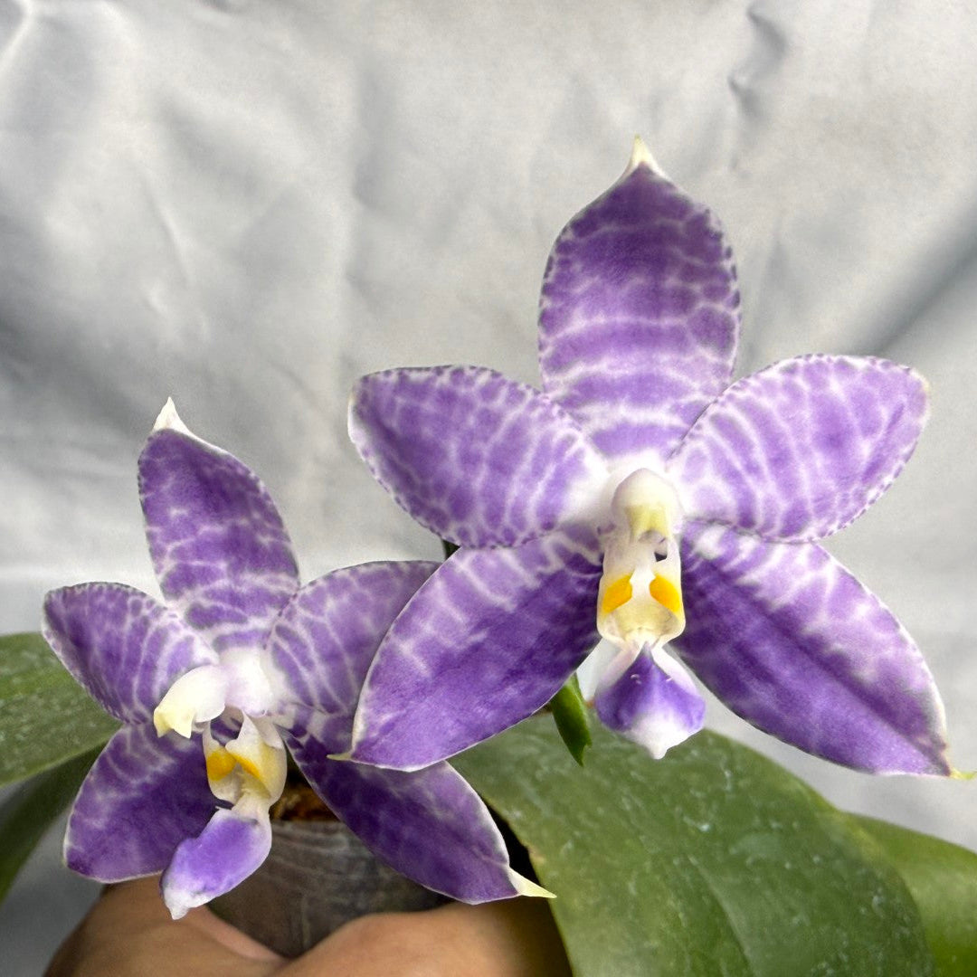 Two purple and white patterned Phalaenopsis orchids with green leaves, held by a hand against a wrinkled light gray backdrop.