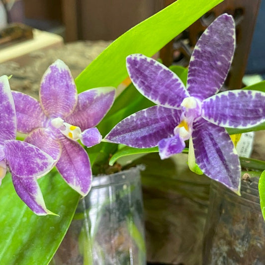 Orchid Flask Phalaenopsis Mainshow Blue Elf x Mainshow Blue Tint, QA-122