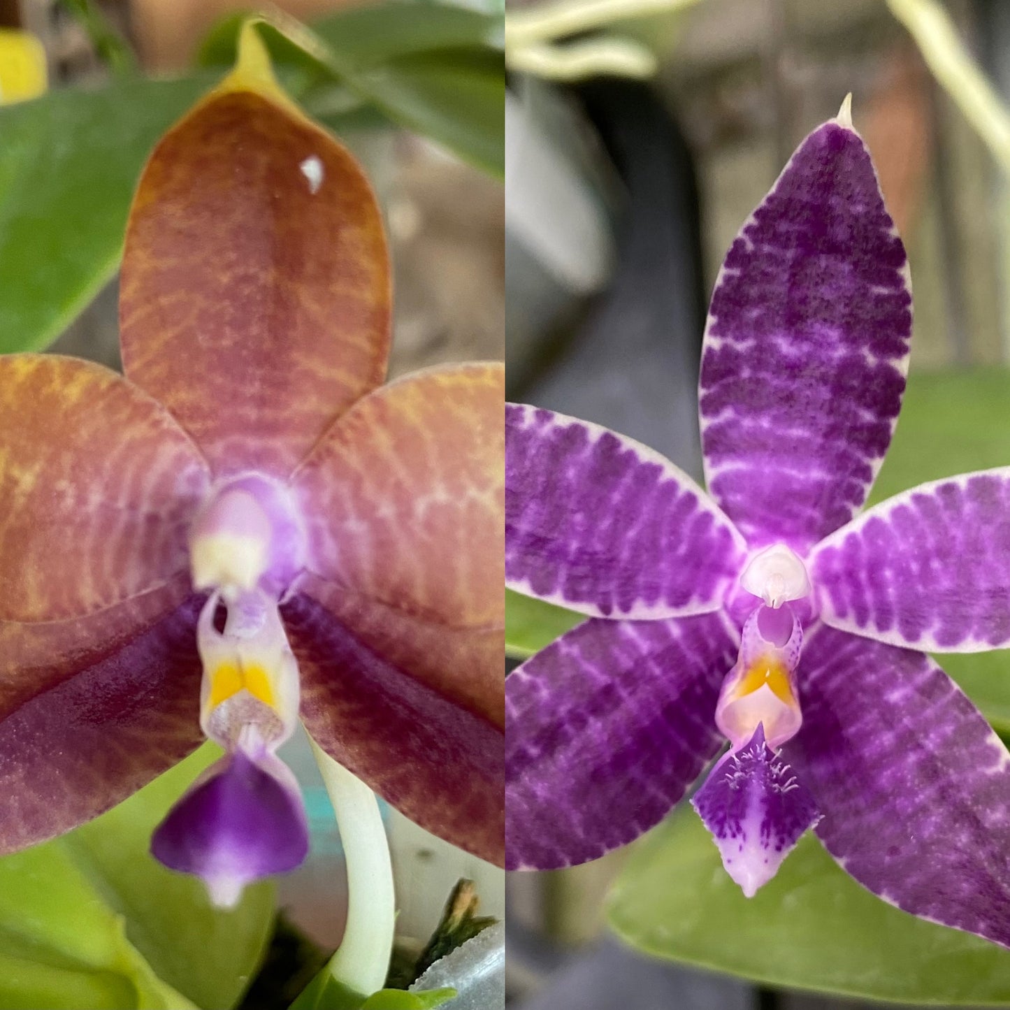 Orchid Flask Phalaenopsis Mainshow Sapphire x Mainshow Blue Tint blue #1, QA-126