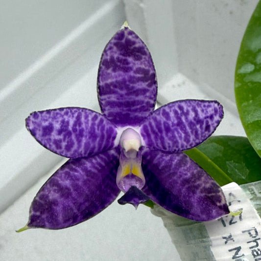 Phalaenopsis Mainshow Pax- Seed Grown