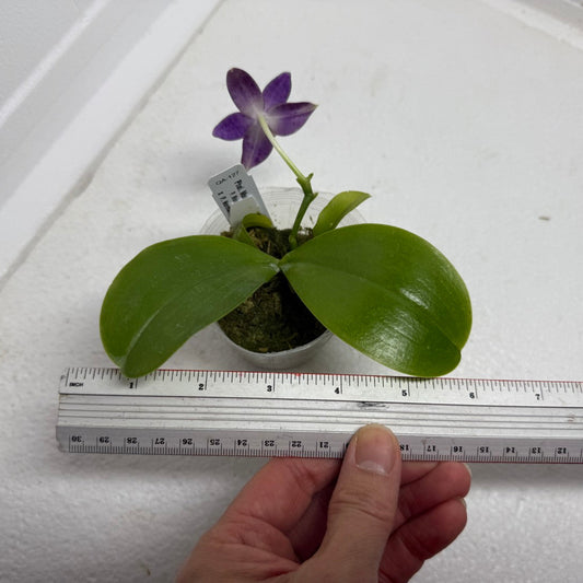 Phalaenopsis Mainshow Jennifer 250913 Flowering Seed Grown