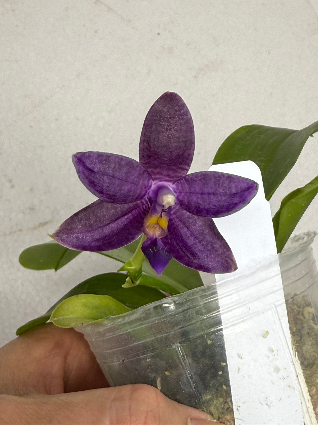 Phalaenopsis Mainshow Jennifer 250913 Flowering Seed Grown