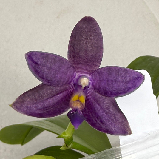 Phalaenopsis Mainshow Jennifer 250913 Flowering Seed Grown