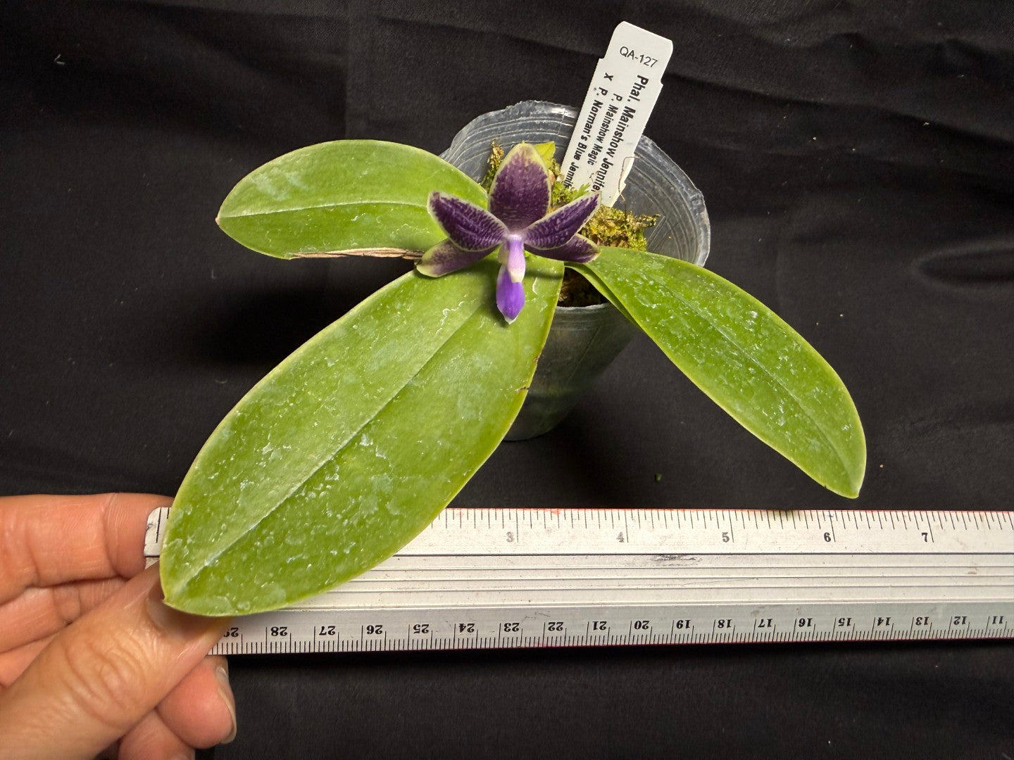 Phalaenopsis Mainshow Jennifer 260708 Flowering Seed Grown