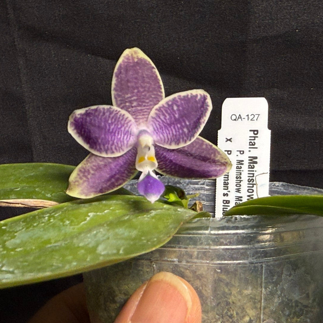 Phalaenopsis Mainshow Jennifer 260708 Flowering Seed Grown
