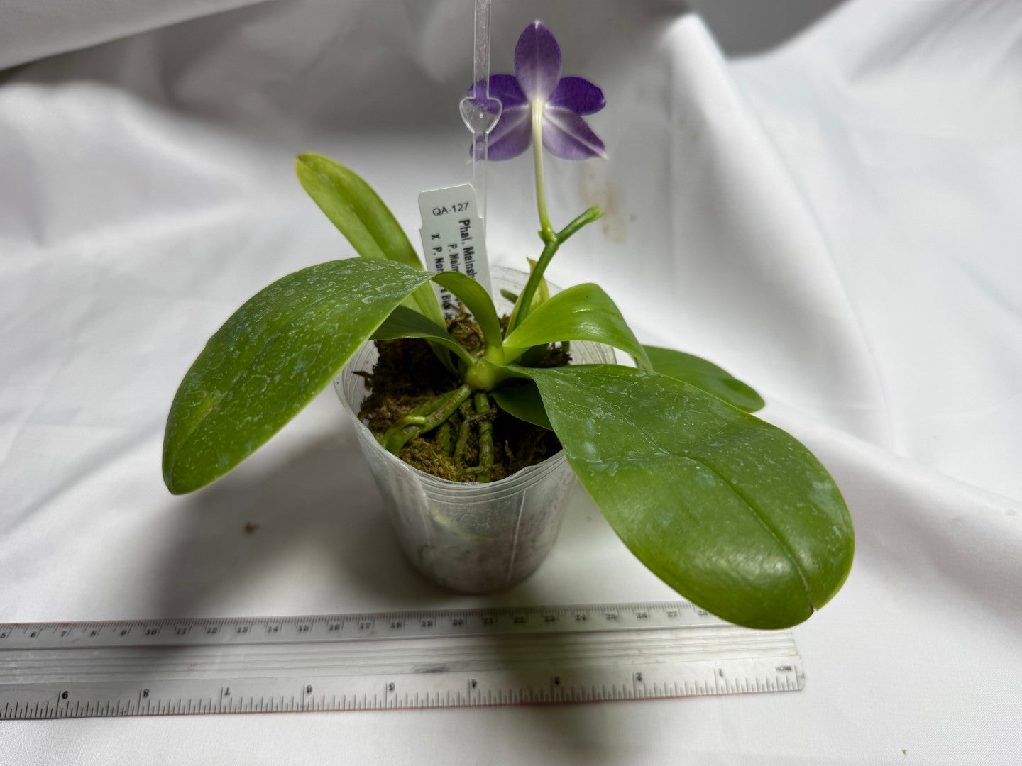 Phalaenopsis Mainshow Jennifer 260714 Flowering Seed Grown