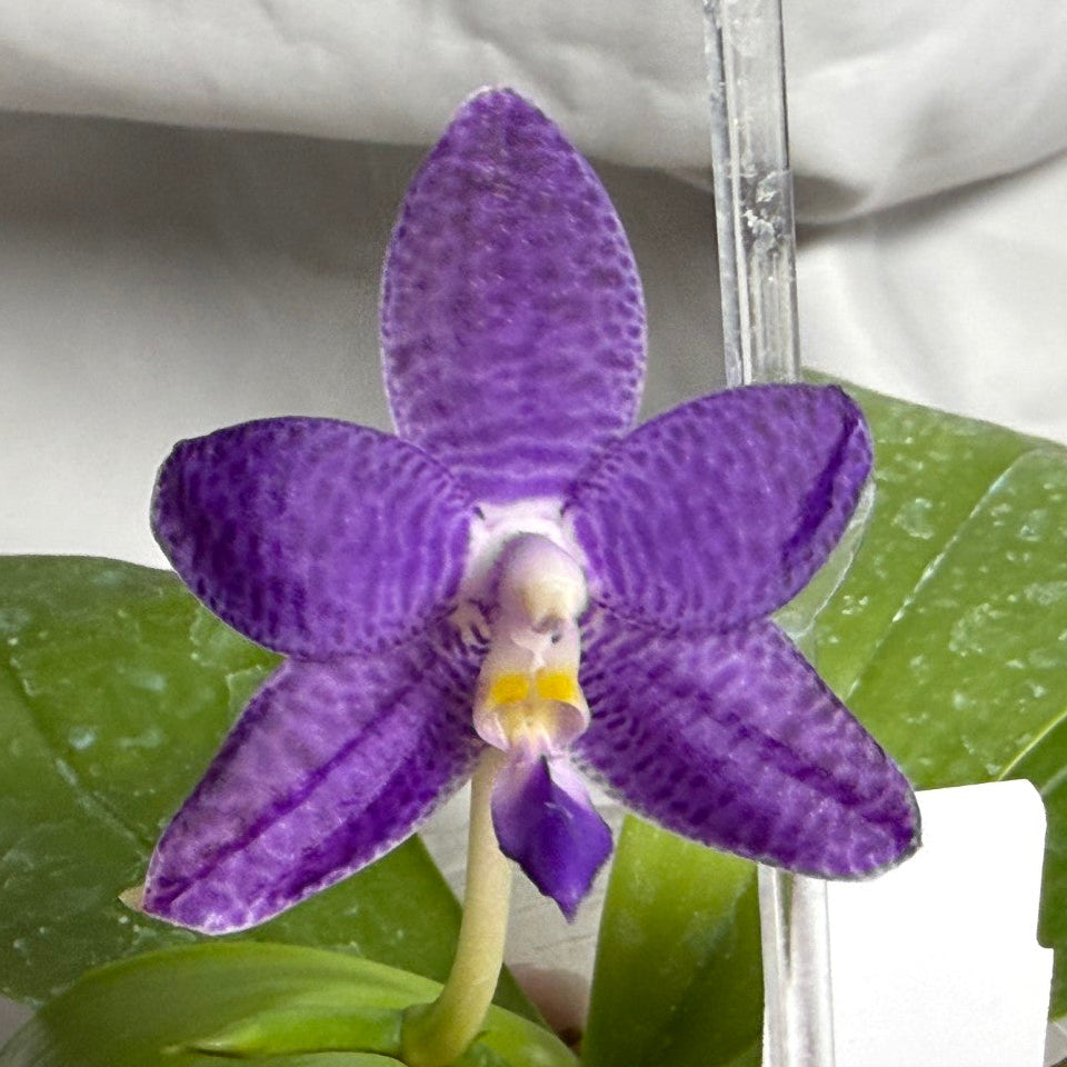 A close-up of a purple orchid flower with green leaves, shown against a white fabric background with a clear plastic tag visible on the right.