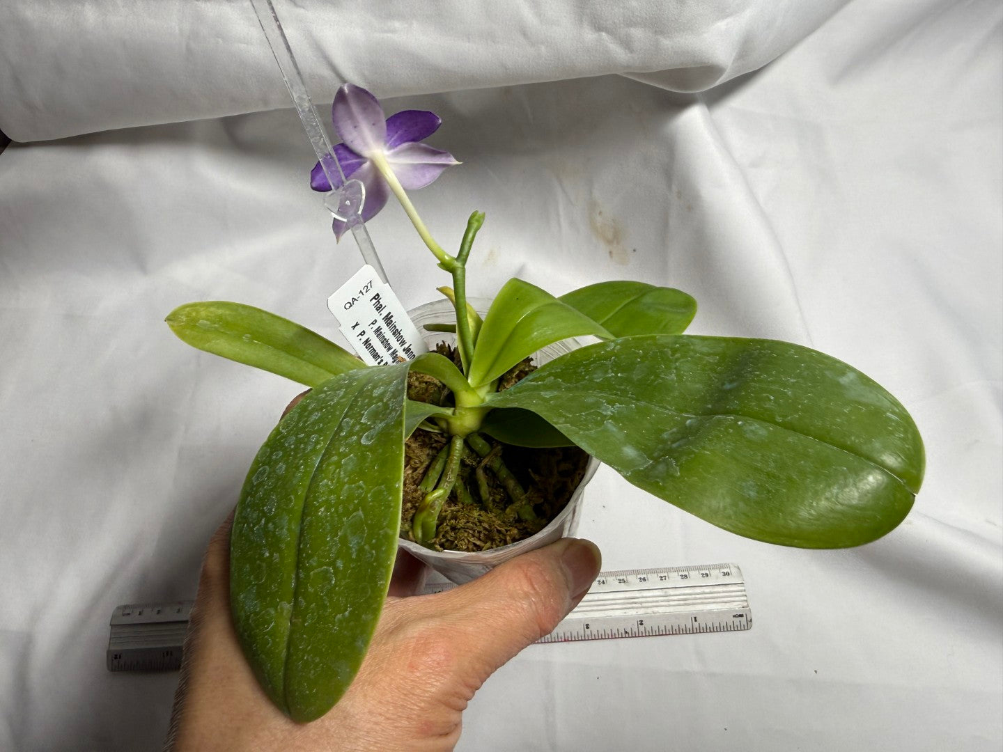 Phalaenopsis Mainshow Jennifer 260714 Flowering Seed Grown