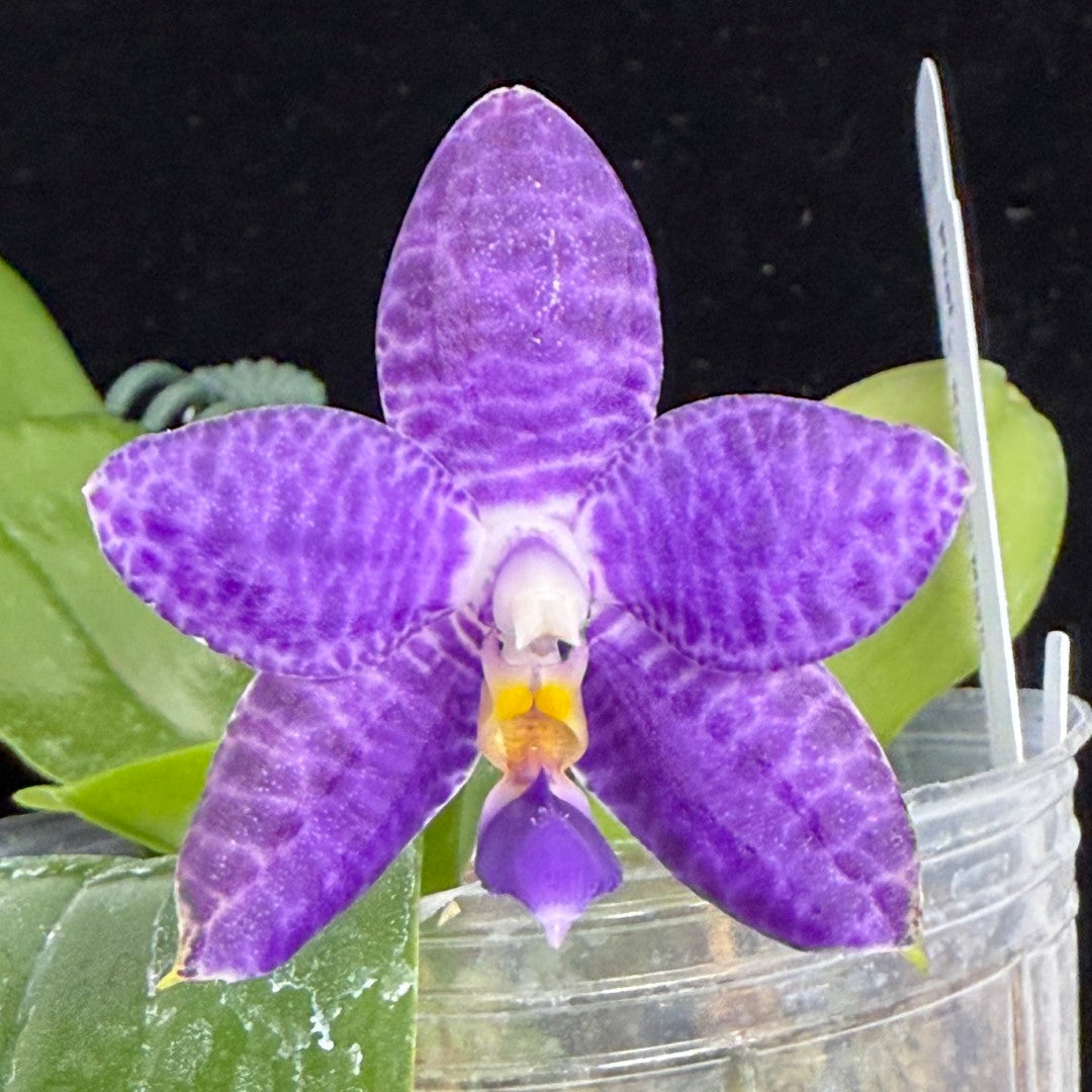 Phalaenopsis Mainshow Jennifer 250910 Flowering Seed Grown