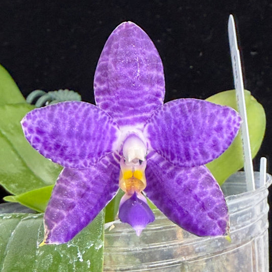 Phalaenopsis Mainshow Jennifer 250910 Flowering Seed Grown